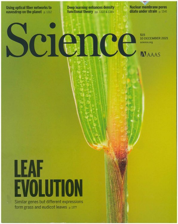 Image for Science Magazine: Leaf Evolution (10 December 2021, Vol. 374, No. 6573) Science Magazine: Leaf Evolution (10 December 2021, Vol. 374, No. 6573)