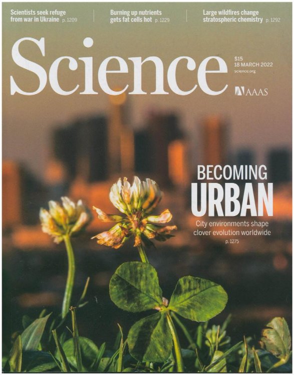 Image for Science Magazine: Becoming Urban: City Environments shape clover evolution worldwide (18 March 2022, Vol. 375, No 6586) Science Magazine: Becoming Urban: City Environments shape clover evolution worldwide (18 March 2022, Vol. 375, No 6586)