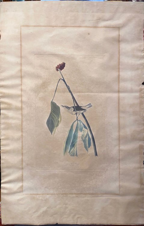 Image for Louisiana Water Thrush Louisiana Water Thrush